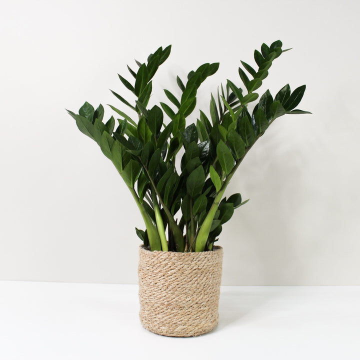 Zamioculcas Zamiifolia (Glücksfeder) L / Korb creme Foliage Dreams