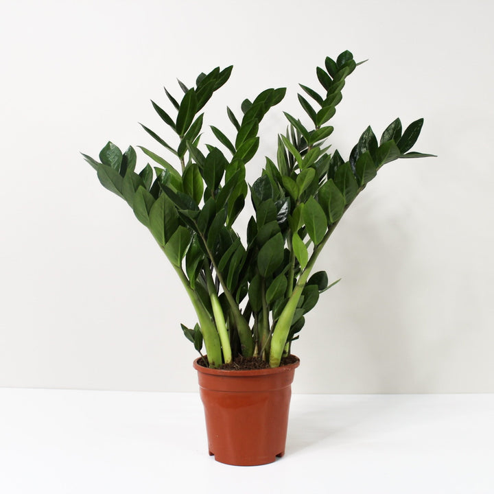 Zamioculcas Zamiifolia (Glücksfeder) L / ohne Übertopf Foliage Dreams