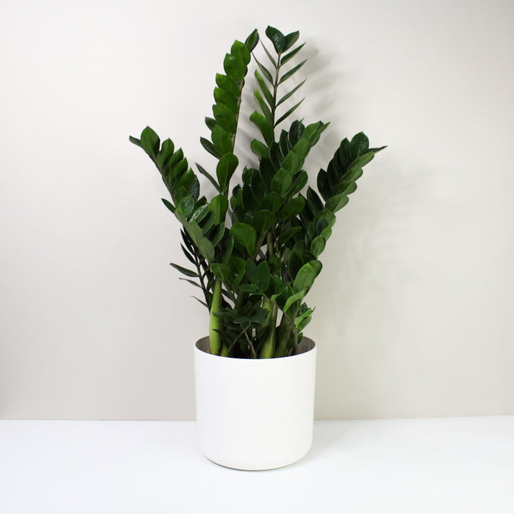 Zamioculcas Zamiifolia (Glücksfeder) Foliage Dreams