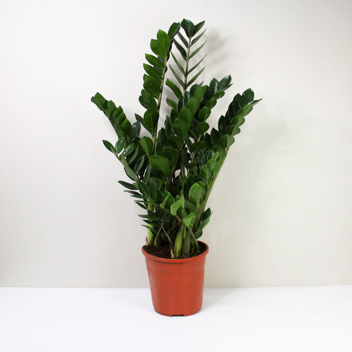 Zamioculcas Zamiifolia (Glücksfeder) Foliage Dreams
