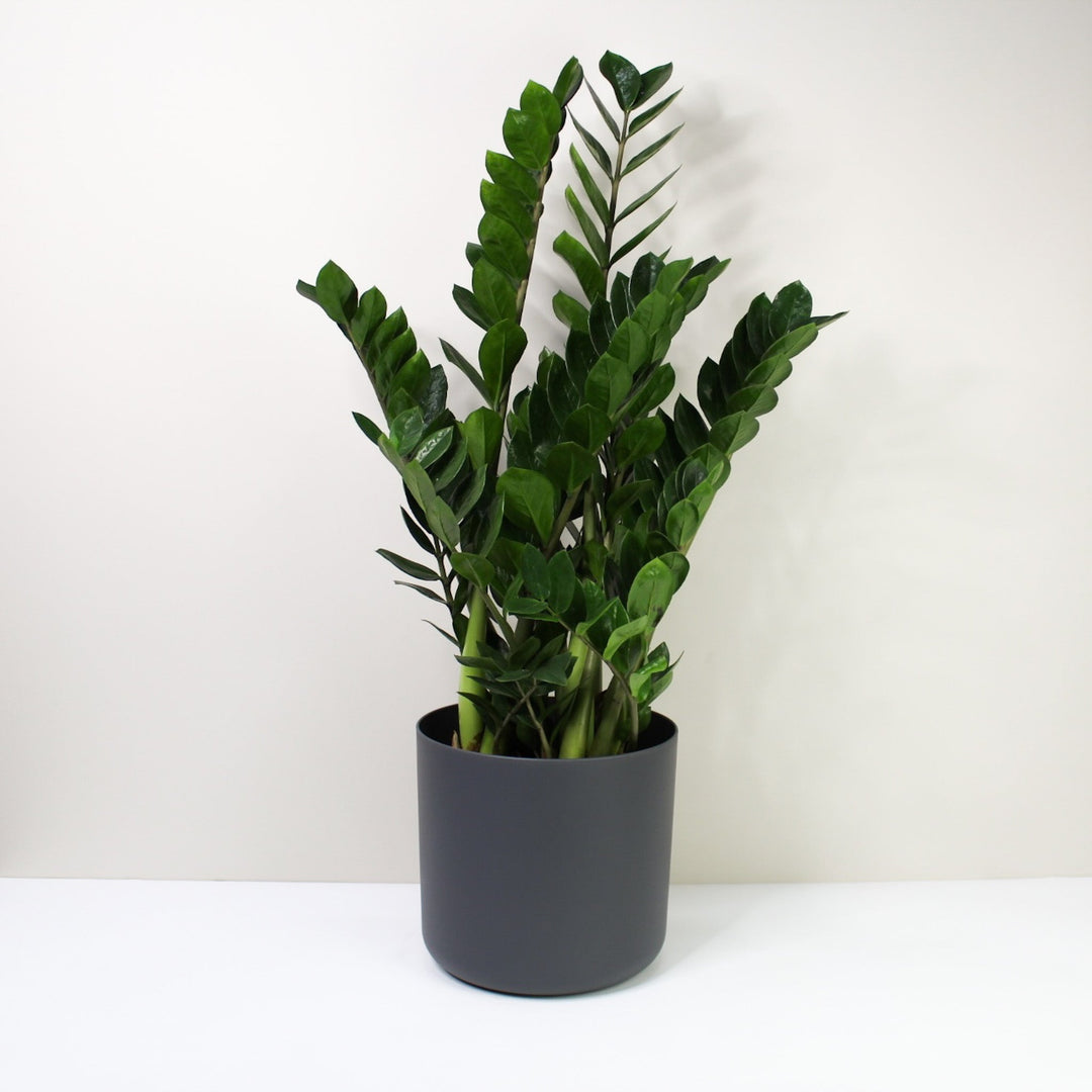 Zamioculcas Zamiifolia (Glücksfeder) Foliage Dreams