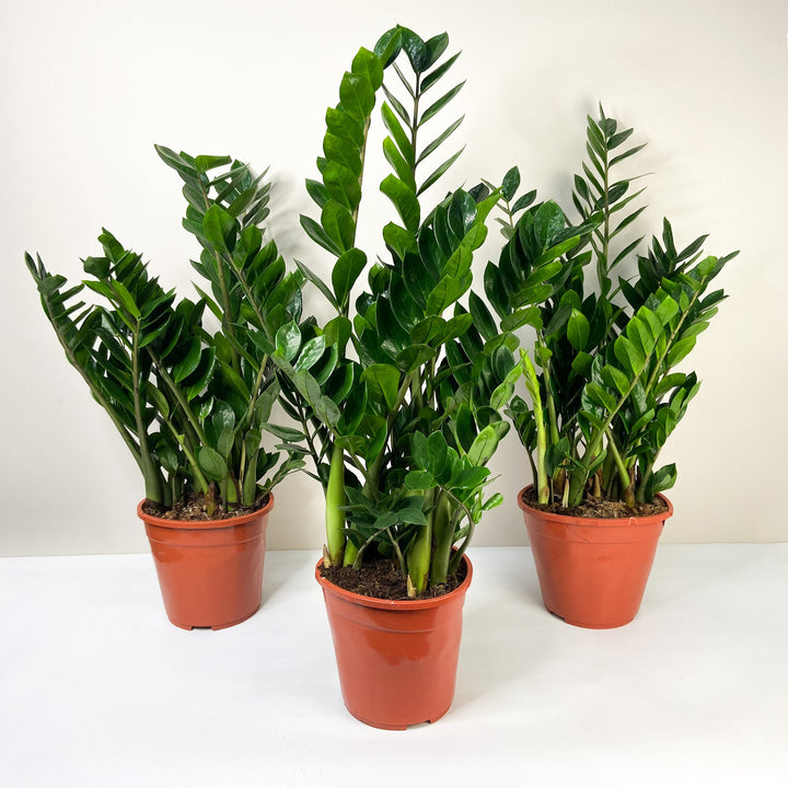 Zamioculcas Zamiifolia (Glücksfeder) Foliage Dreams
