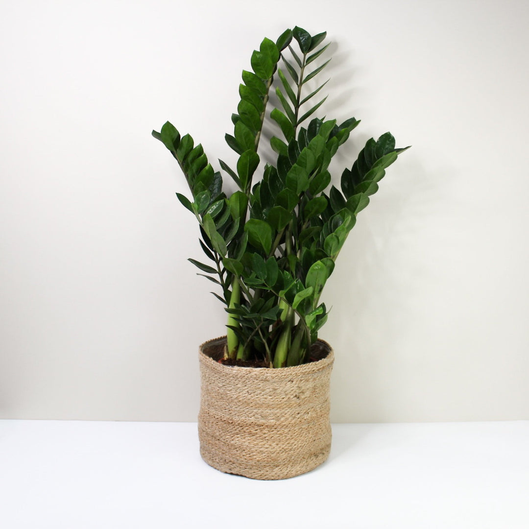 Zamioculcas Zamiifolia (Glücksfeder) XL / Korb creme Foliage Dreams